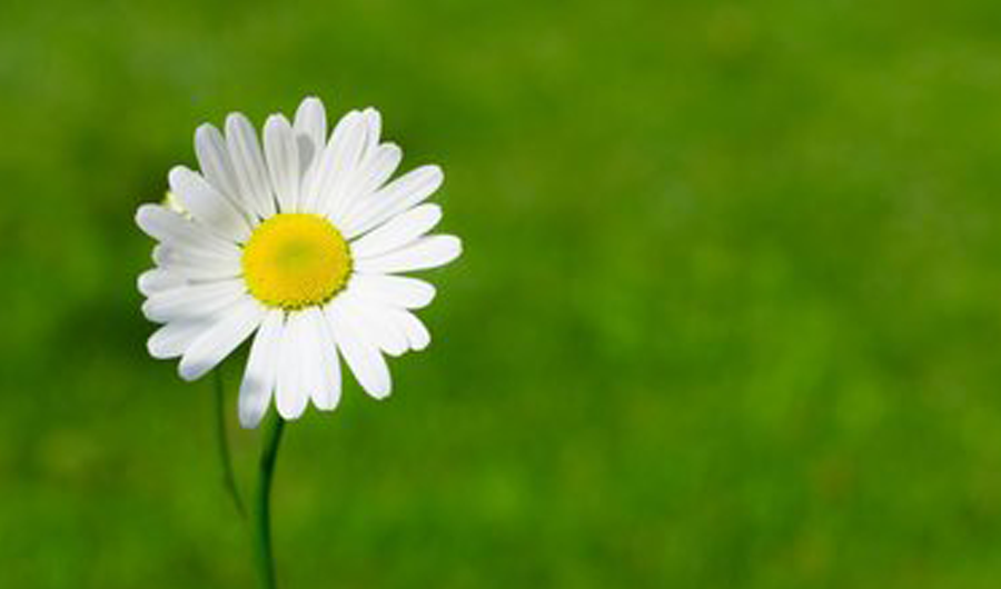 2025年端午節放假通知